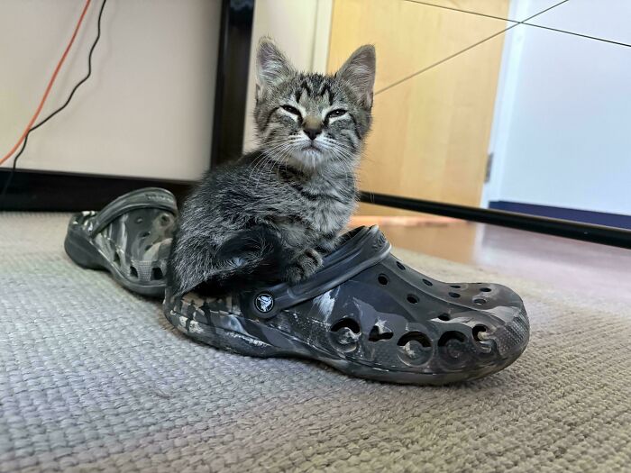 Kitten turning a small dream into reality by comfortably resting inside a large Crocs shoe, inspiring the internet.
