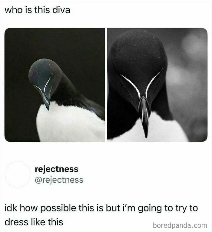 Black and white bird with elegant markings resembling makeup, featured in memes about makeup, fashion, and diva life.