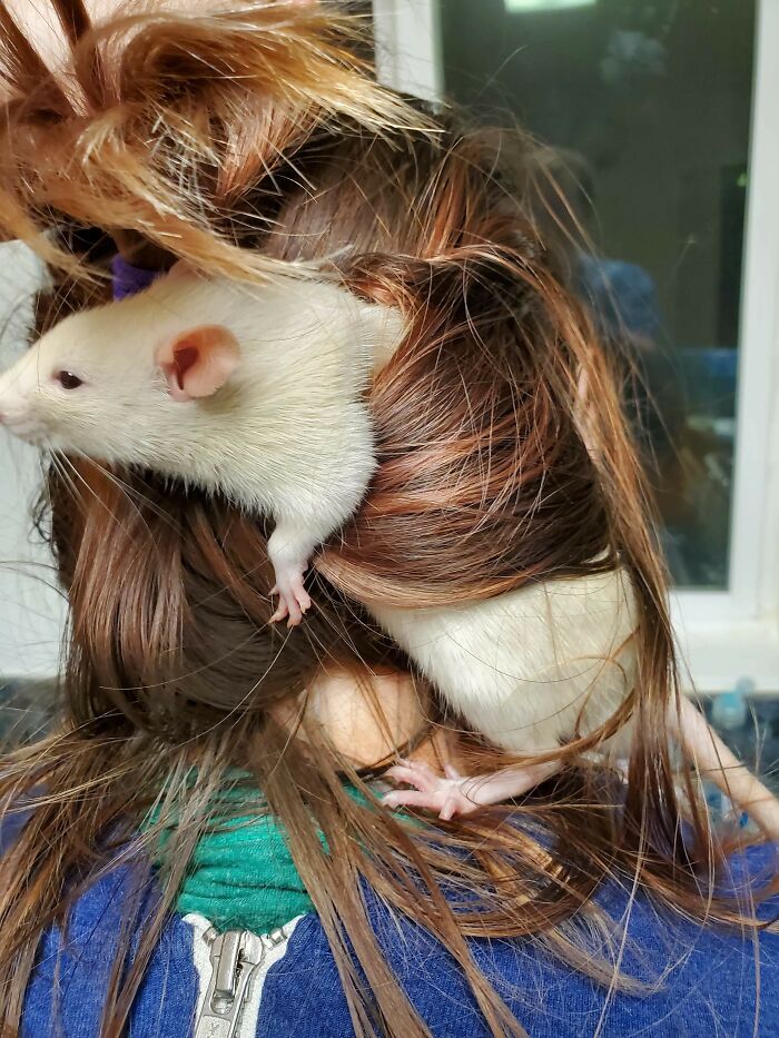 A white rat stuck in a person's long brown hair, showing a funny animal stuck moment from unexpected places.