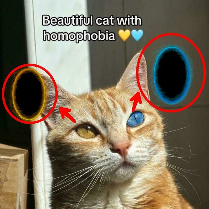 Orange cat with heterochromia eyes, resembling portals, illustrating things that look like or remind people of other things.