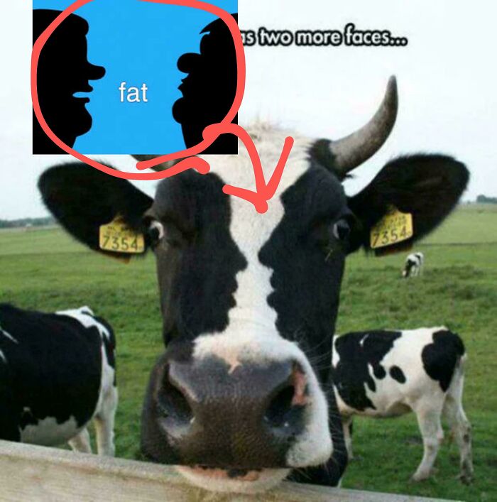 Cow face with markings that look like two human faces in profile, illustrating things that remind people of other things.