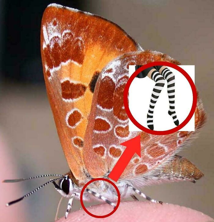 Close-up of a butterfly wing pattern that looks like black and white striped stockings, illustrating things that remind people of other things.