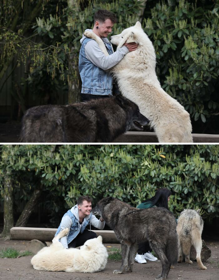 Person turning their dream into reality by bonding with large wolves and inspiring the internet with unique animal friendships