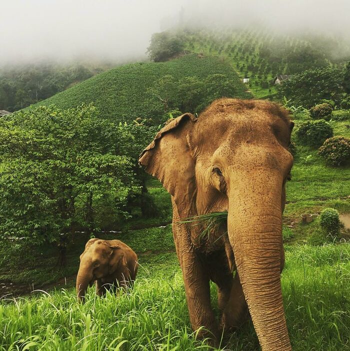 Two elephants in a lush green landscape showcasing nature’s beauty, inspiring dreams turned into reality.