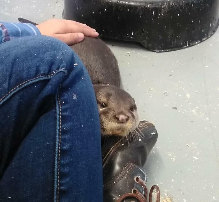 A person gently petting a small otter resting its head on their boot, inspiring big and small dreams realized.