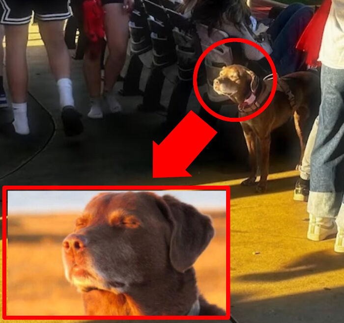 Dog standing among people, its face lit by sunlight resembling a peaceful sunset moment, illustrating things that look like others.
