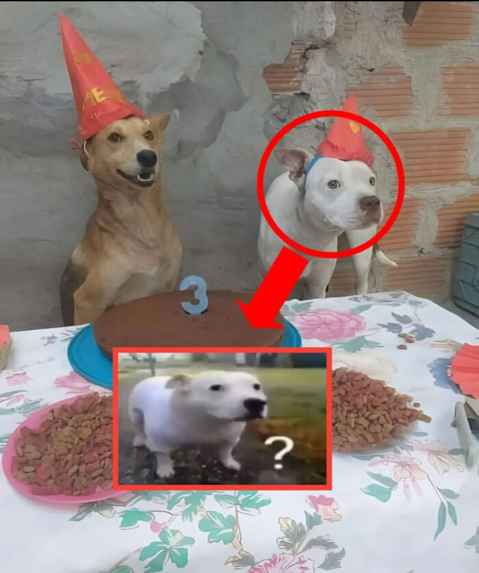 Two dogs wearing red party hats at a birthday table, one resembling a famous confused dog meme.