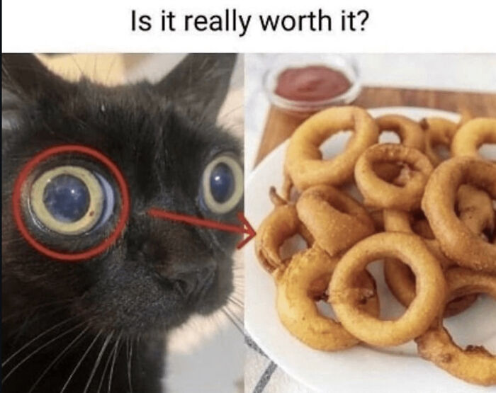 Black cat's eyes closely resemble fried onion rings on a plate, highlighting surprising things that look like other things.