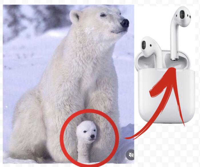 Polar bear with a small animal head resembling wireless earbuds, illustrating things that look like other objects.