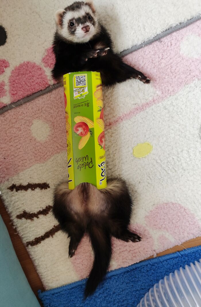 Ferret stuck inside a potato chip box lying on a carpet, showcasing animals getting stuck in unusual places.