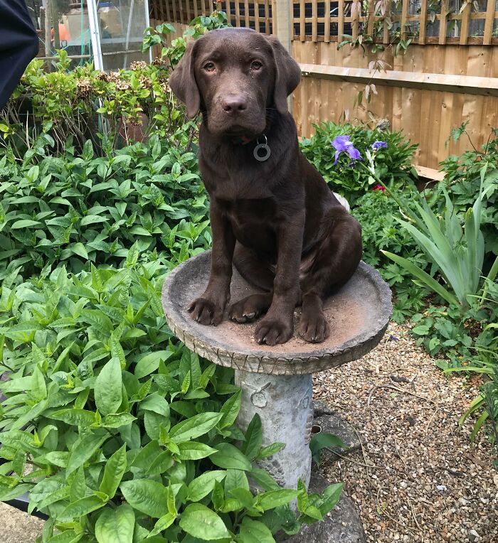 Chocolate Labrador puppy stuck sitting on top of a birdbath in a garden surrounded by flowers and plants.
