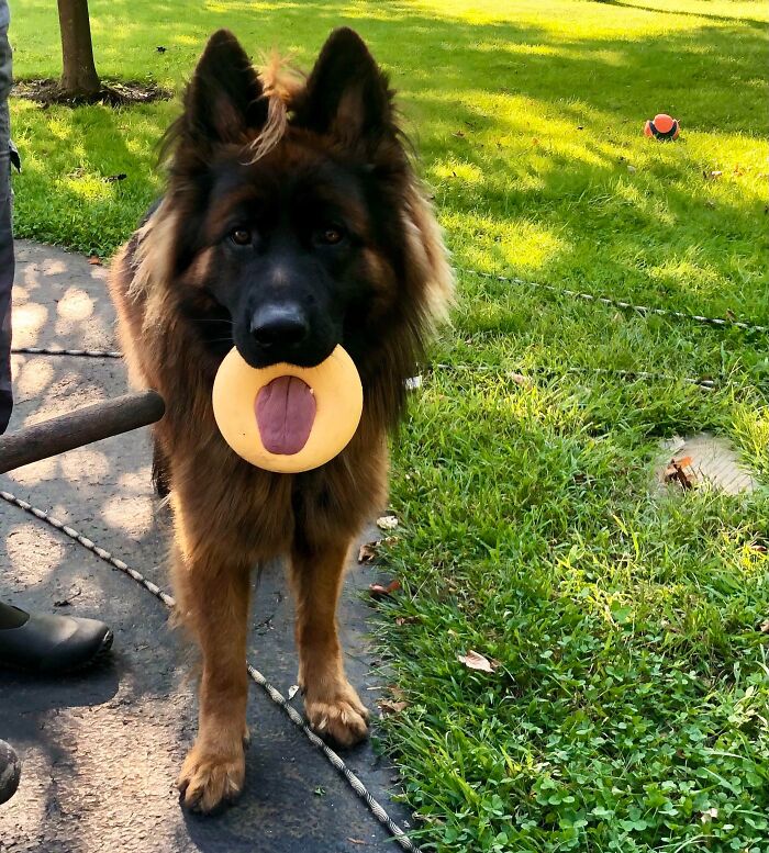 German Shepherd dog with a round toy stuck on its snout standing on a walkway near grass in daylight