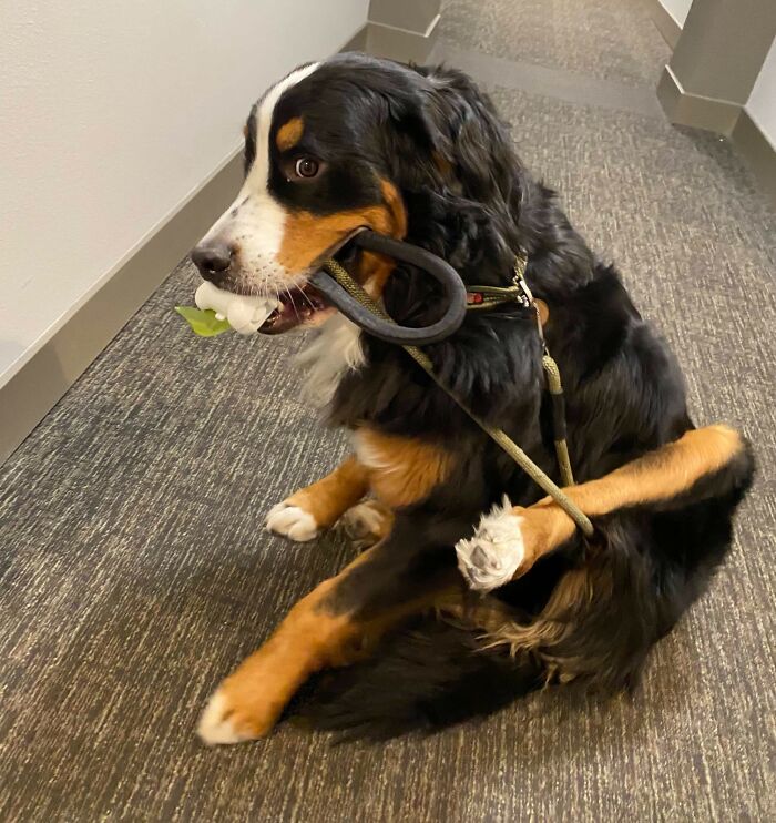 Bernese mountain dog stuck in its own leash inside a hallway, a funny animal getting stuck moment.