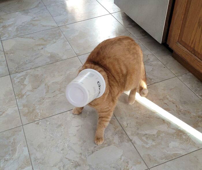 Orange cat with its head stuck inside a white plastic container on kitchen tile floor in an animal stuck moment.