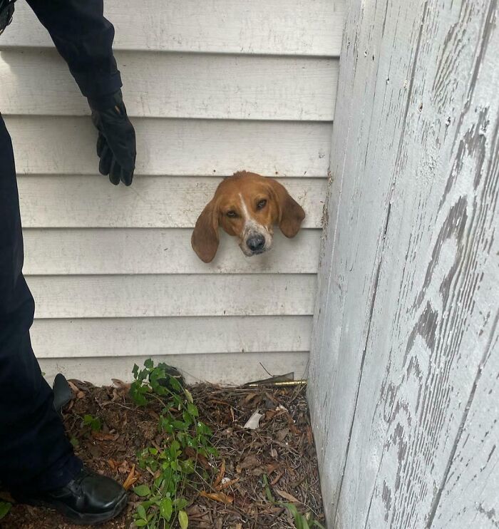 Dog stuck with its head through house siding, puzzling animal stuck moment captured by the owners trying to figure out how.