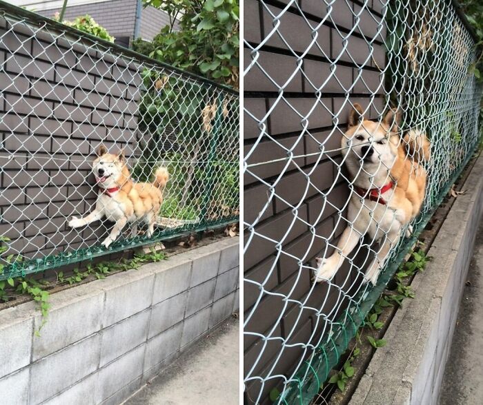 Dog stuck in a fence mesh between a wall and wooden siding, illustrating animals stuck in unusual places and situations.