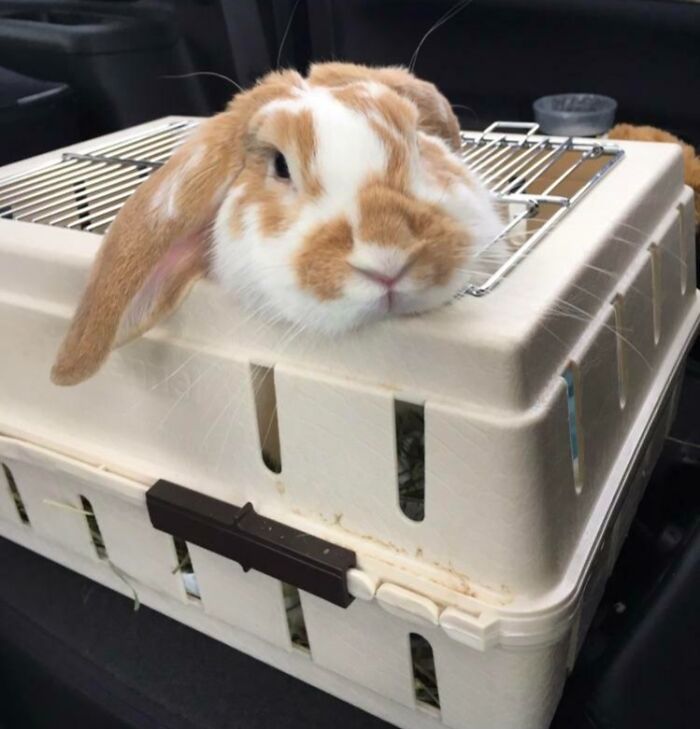 A brown and white rabbit stuck with its head through a small opening on a plastic animal crate cage.