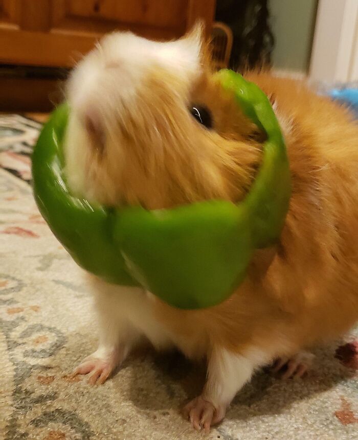 Guinea pig stuck inside a green bell pepper ring, illustrating animals getting stuck in unusual places.