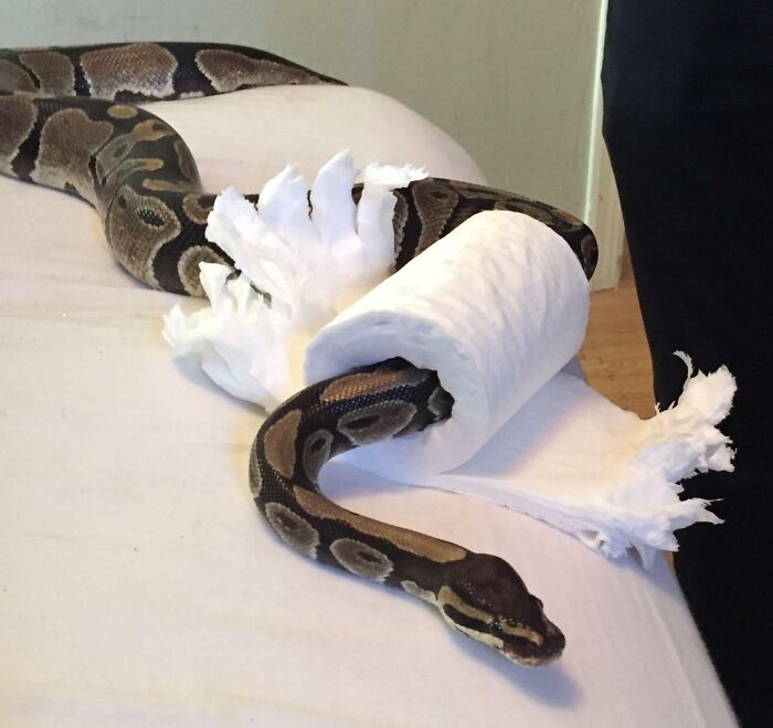 Snake stuck inside a roll of torn toilet paper on a bed in a surprising animal stuck moment.