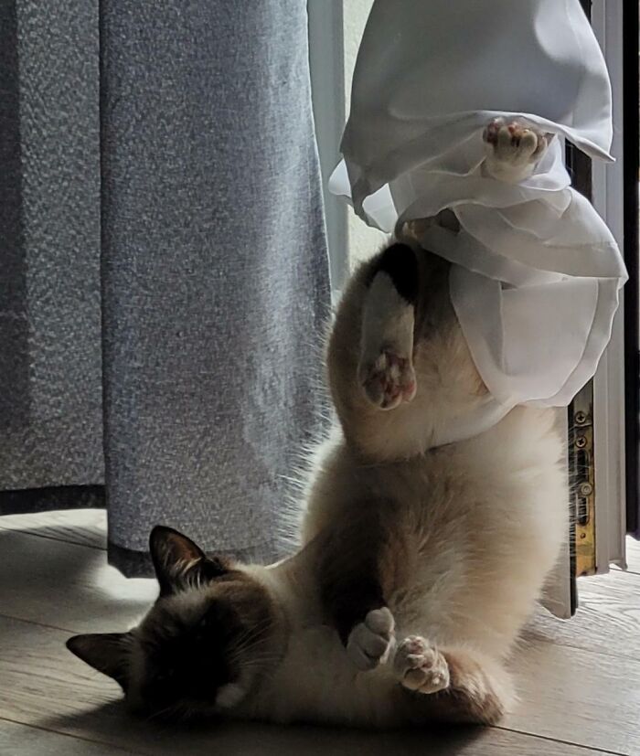 Cat stuck in sheer curtain while lying on wooden floor near window, illustrating funny animal moments getting stuck unexpectedly.