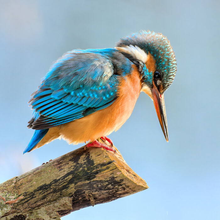 Colorful kingfisher perched on a branch, showcasing vibrant feathers in stunning wildlife photos shared by users.