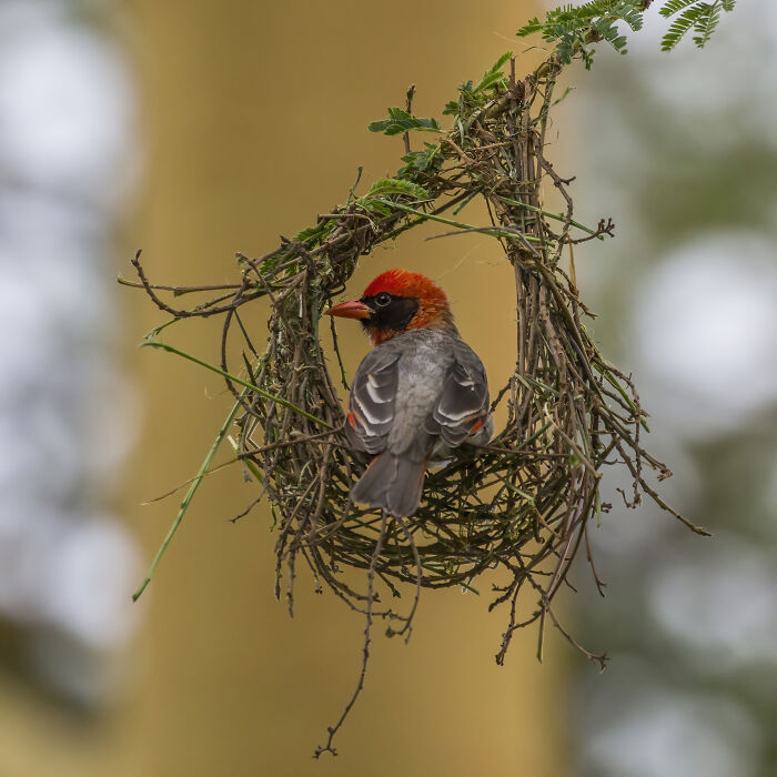Bright red bird perched on a detailed nest made of twigs and leaves, showcasing stunning wildlife photography.