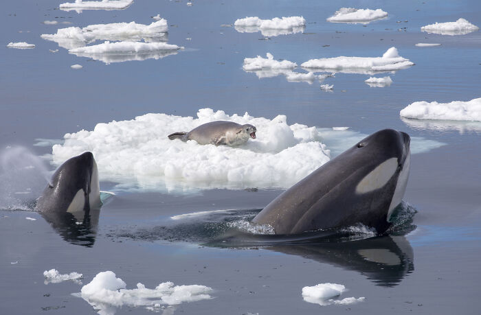 Orcas approaching a seal resting on ice in a stunning wildlife photo capturing Arctic animal behavior.