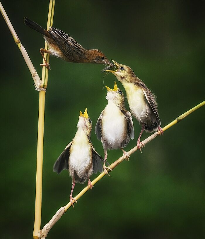 Wildlife photo of a parent bird feeding three chicks perched on thin bamboo stalks in a natural green setting.