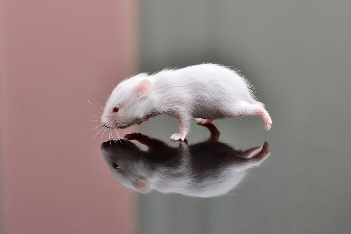 White mouse with pink eyes walking on reflective surface, showcasing detailed features in stunning wildlife photo.