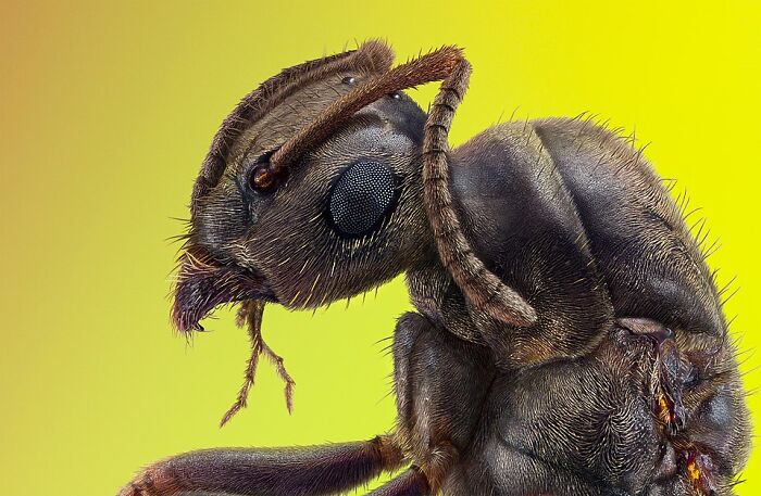 Close-up macro shot of an ant highlighting detailed textures in a stunning wildlife photo shared by users.