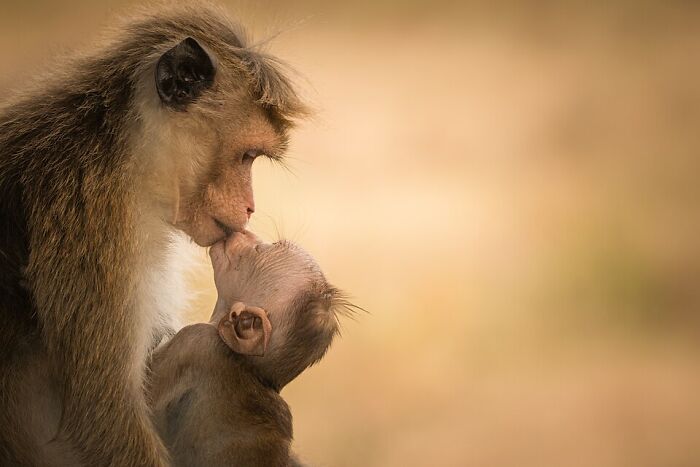 Close-up of a mother monkey gently touching noses with her baby in a stunning wildlife photo by Wikimedia Commons users.