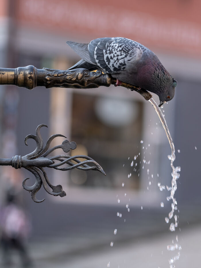 Pigeon drinking water from an ornate outdoor fountain captured in stunning wildlife photo by Wikimedia Commons users.