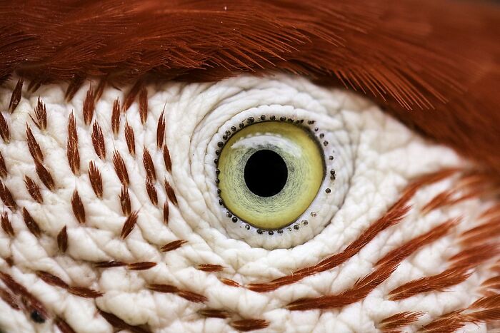 Close-up of a colorful bird’s eye and detailed feathers in stunning wildlife photos shared by Wikimedia Commons users.