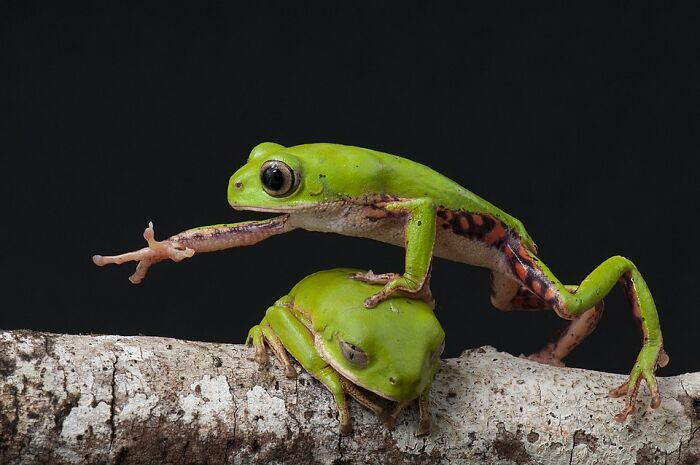 Two vibrant green frogs perched on a branch, showcasing stunning wildlife photos captured by Wikimedia Commons users.