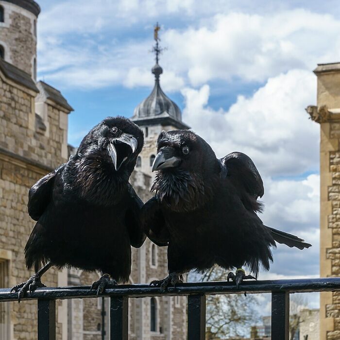 Two black crows perched on a metal railing with historic stone buildings and a cloudy sky in the background wildlife photos.
