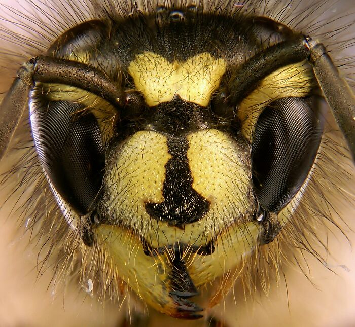 Extreme close-up of a wasp's face showing detailed eyes and hairs in a stunning wildlife photo.