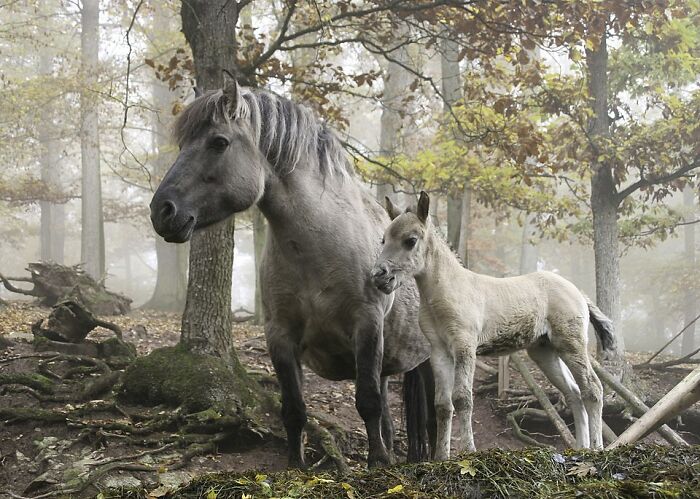 Wildlife photo of a mare and foal standing together in a misty forest with autumn foliage in the background.