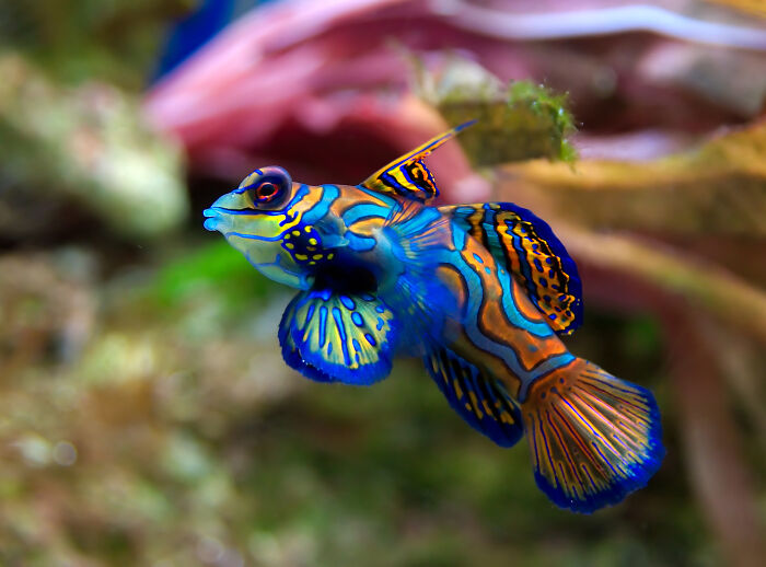 Colorful Mandarin fish swimming among coral reefs in a stunning wildlife photo shared by Wikimedia Commons users.
