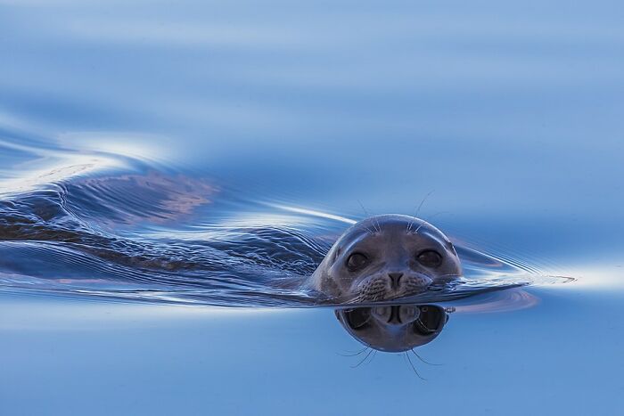 Seal swimming in calm water captured in a stunning wildlife photo shared by Wikimedia Commons users.