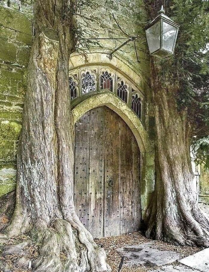 Ancient wooden door framed by large tree trunks in a historic stone structure, a fascinating archeology find.