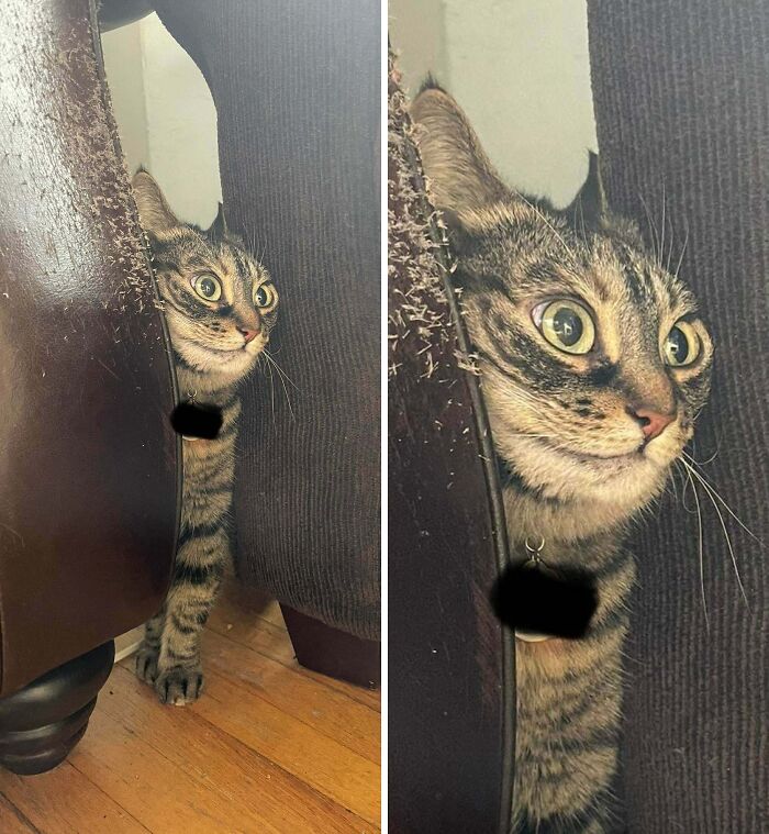 Curious tabby cat stuck between couch cushions and wooden furniture, wide-eyed and peeking out in a humorous animal stuck moment.