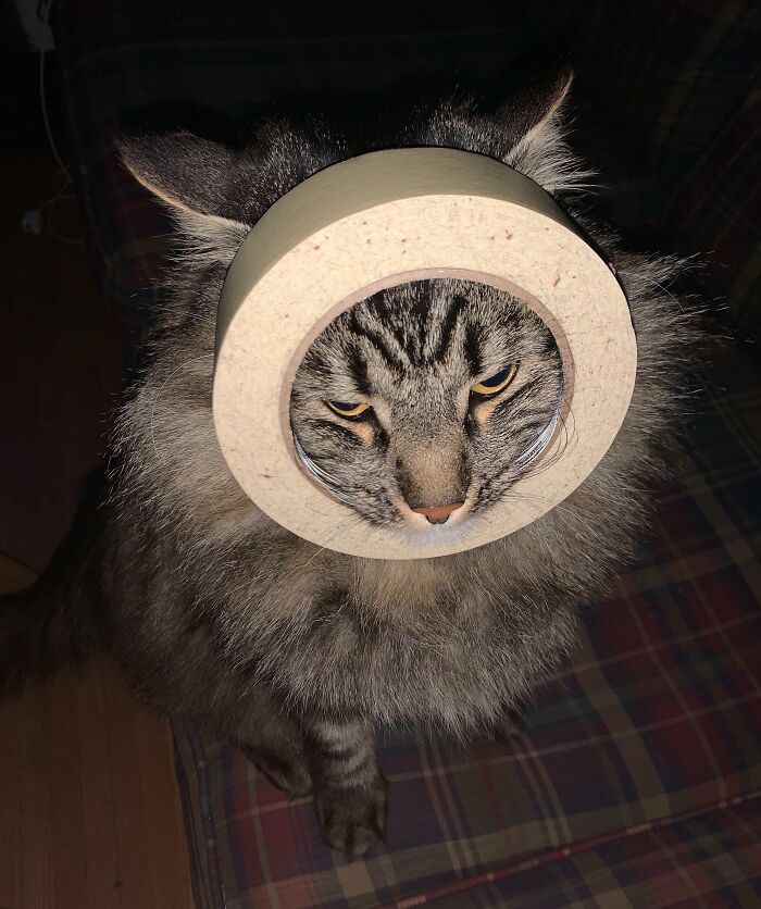 Cat stuck with its head inside a roll of tape, one of the funniest times animals got stuck causing owners to wonder how.