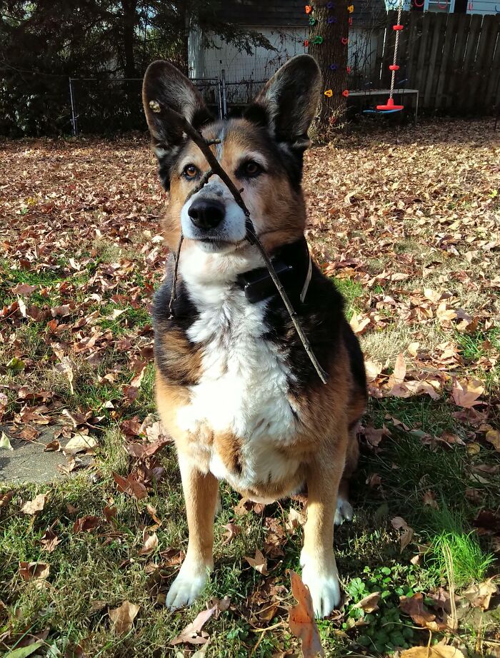 Dog with a stick stuck across its face sitting in a yard covered with fallen leaves, showing animals stuck moments.
