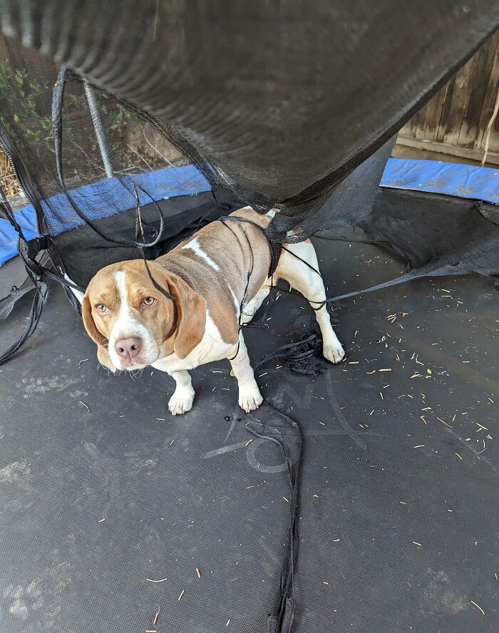 Beagle dog stuck in torn trampoline netting looking puzzled in a backyard, a funny animal stuck moment.
