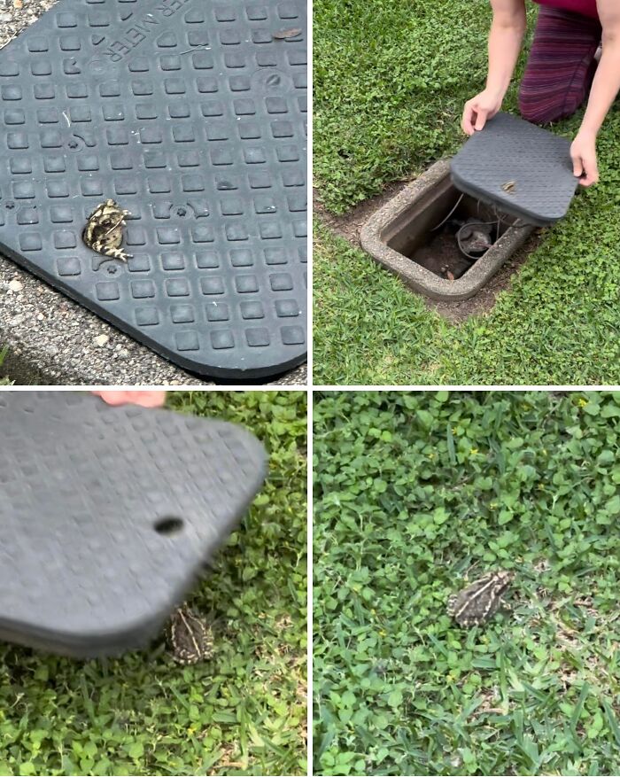 Frog stuck under a garden water meter cover being safely rescued and released into the grass outdoors.