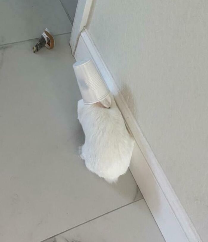 White rabbit with a plastic cup stuck on its head sitting on a tiled floor by a wall, showing animals stuck moments.