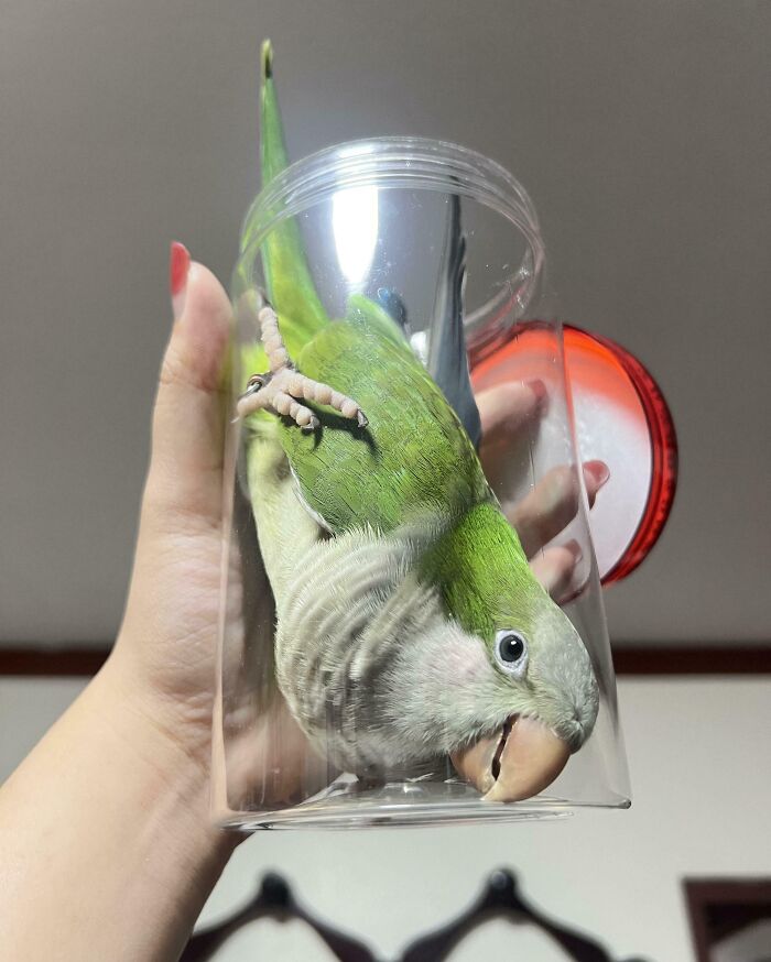 Green parrot stuck inside a clear plastic cup held by a hand, showcasing one of the times animals got stuck.