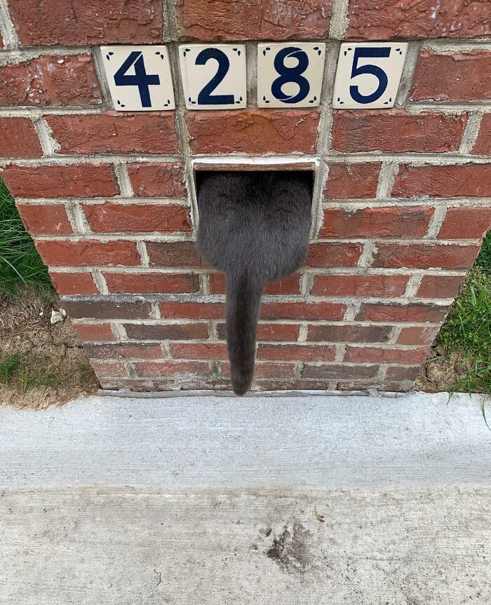 Gray cat stuck halfway inside a small brick mailbox opening with the tail hanging out on a concrete sidewalk.