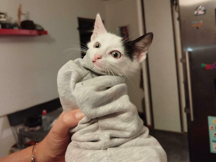 Small black and white cat stuck in a gray sweatshirt being held by a person inside a home, showing a confused expression.