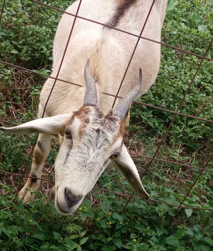 Goat stuck with head through metal fence, funny animal stuck moment sparking owner curiosity on how it happened.
